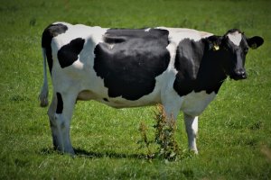 【Holy Cow】聖なる牛?というフレーズの意味と関連曲の紹介のサムネイル画像
